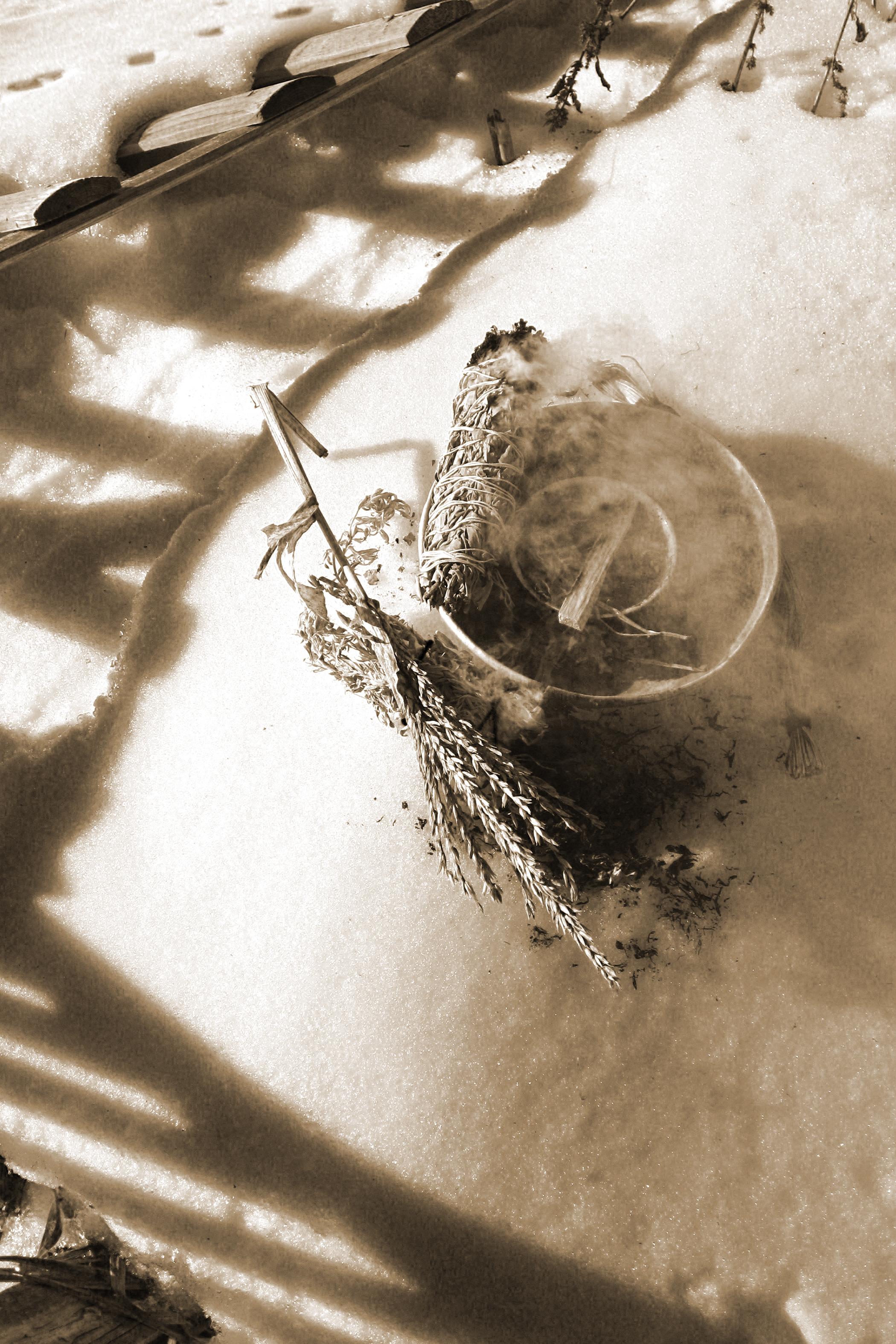 corn-garden-with-fox-tracks